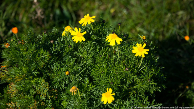 Cluster of bright yellow daisylike flowers in dense green foliage with a few orange blooms behind.