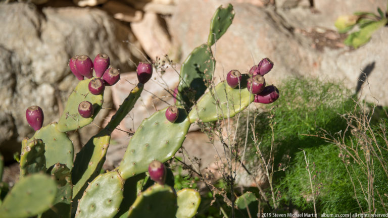 Green prickly pear cactus pads bearing red-purple fruit beside stone and grass at Segesta.