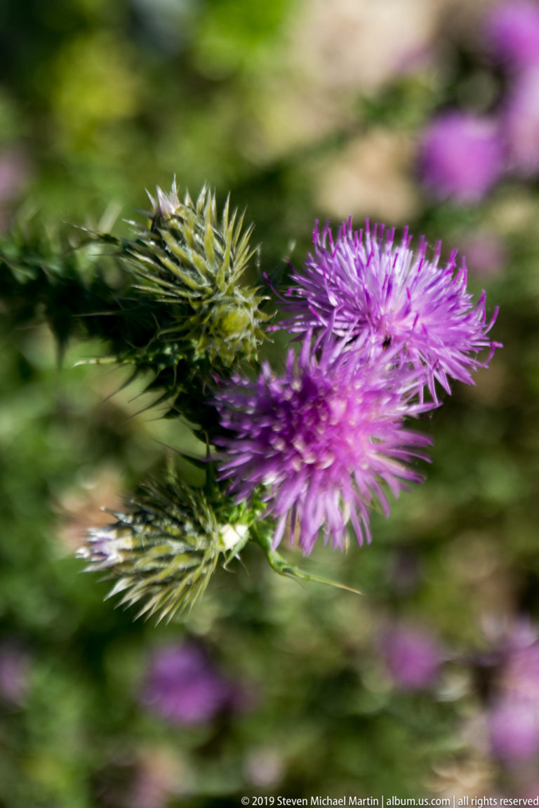 Purple thistle flower with spiny green bracts against a blurred green and violet background at Segesta.