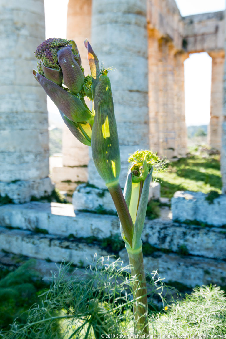 Budding green agave-like stalk in focus with pale temple columns and masonry blurred behind.