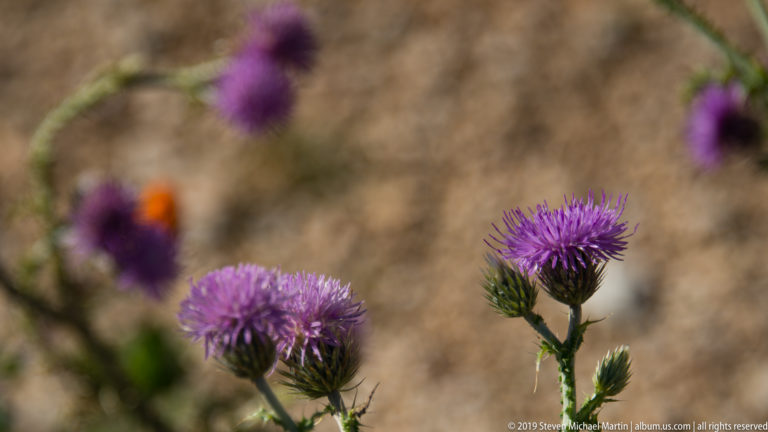 Two purple thistle-like flower heads in focus with blurred purple blooms and earth tones behind.