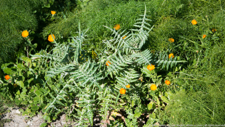 Silvery deeply divided thistle-like foliage surrounded by grass, low plants, and small orange flowers.