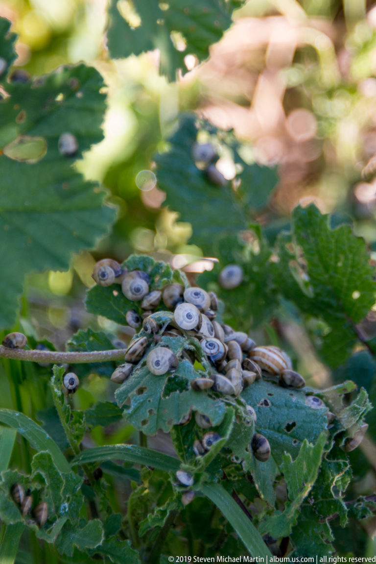 Clusters of rounded gray-green seed capsules or fruits on a leafy plant against blurred vegetation.