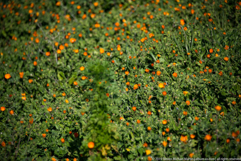 Numerous small orange wildflowers scattered through dense green meadow vegetation.