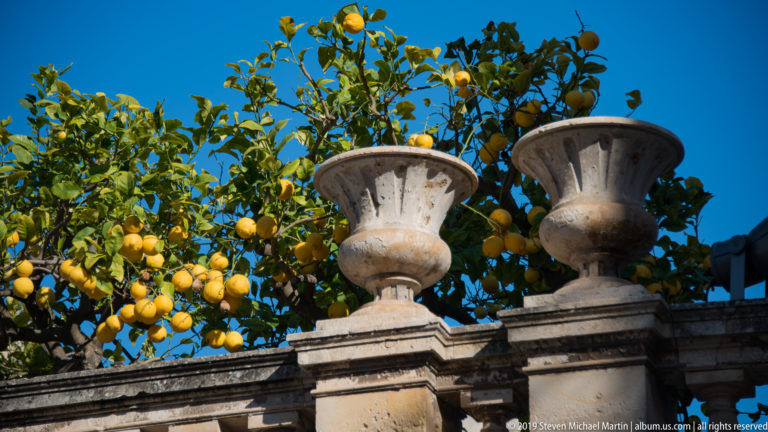 Lemon tree heavy with yellow fruit rising behind two large stone urns on a balustrade under blue sky.