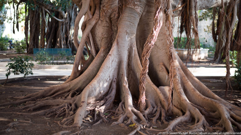 Close view of a mature fig tree with fused trunks, buttress-like roots, smooth bark, and hanging aerial roots.