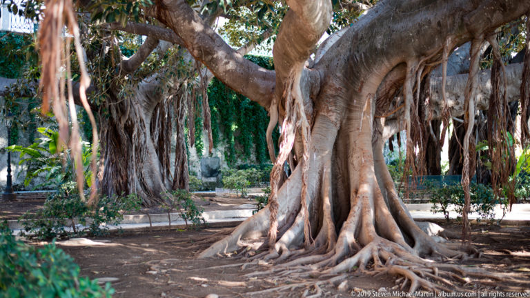 Large mature fig tree with twisting trunks, broad limbs, and numerous aerial roots descending through a shaded Ortigia garden.