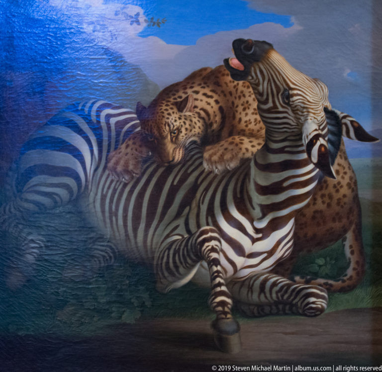 Spotted big cat attacks a zebra on the ground in a wooded landscape beneath a blue sky.