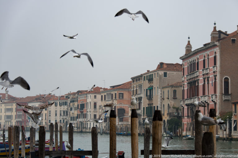 Gulls flying and perching on timber posts above the Grand Canal, with pastel Venetian palazzi in the background.