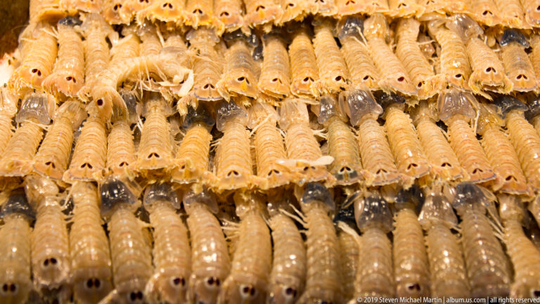 Close-up of tan-orange mantis shrimp arranged in dense rows, showing segmented shells, dark eyes, and armored tails.