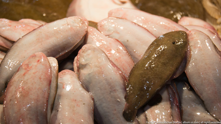 Close-up of smooth pale whole fish piled together at a seafood market, with one darker brown fish near the center.