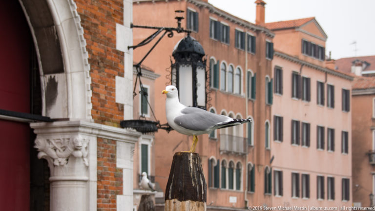 Large white-and-gray gull perched on a wooden mooring post beside a carved stone column and ornate lantern.