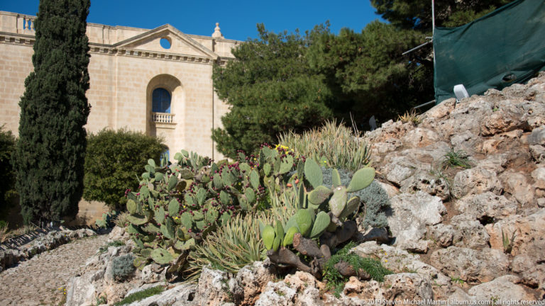 Prickly pear cactus and succulents growing among pale rocks below a large limestone wall with an arched opening.