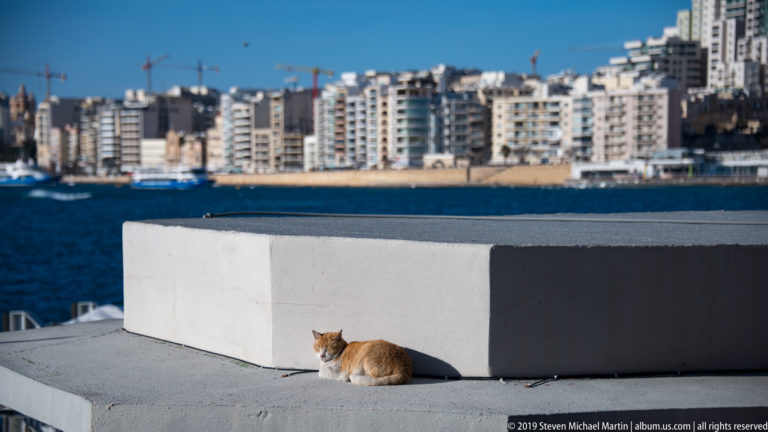 Ginger-and-white cat resting on a stone ledge above blue harbor water, with dense waterfront buildings across the bay.