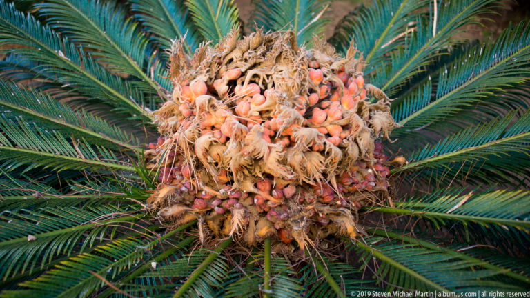 Large cycad with radiating green fronds and a dense central mass of tan fibers and orange-red seeds.