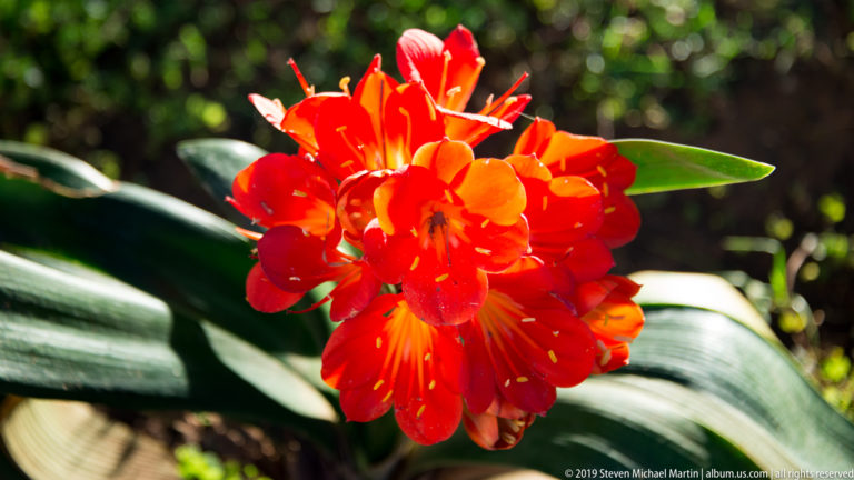 Bright red-orange cluster of trumpet-shaped flowers in sunlight, framed by broad dark-green leaves.