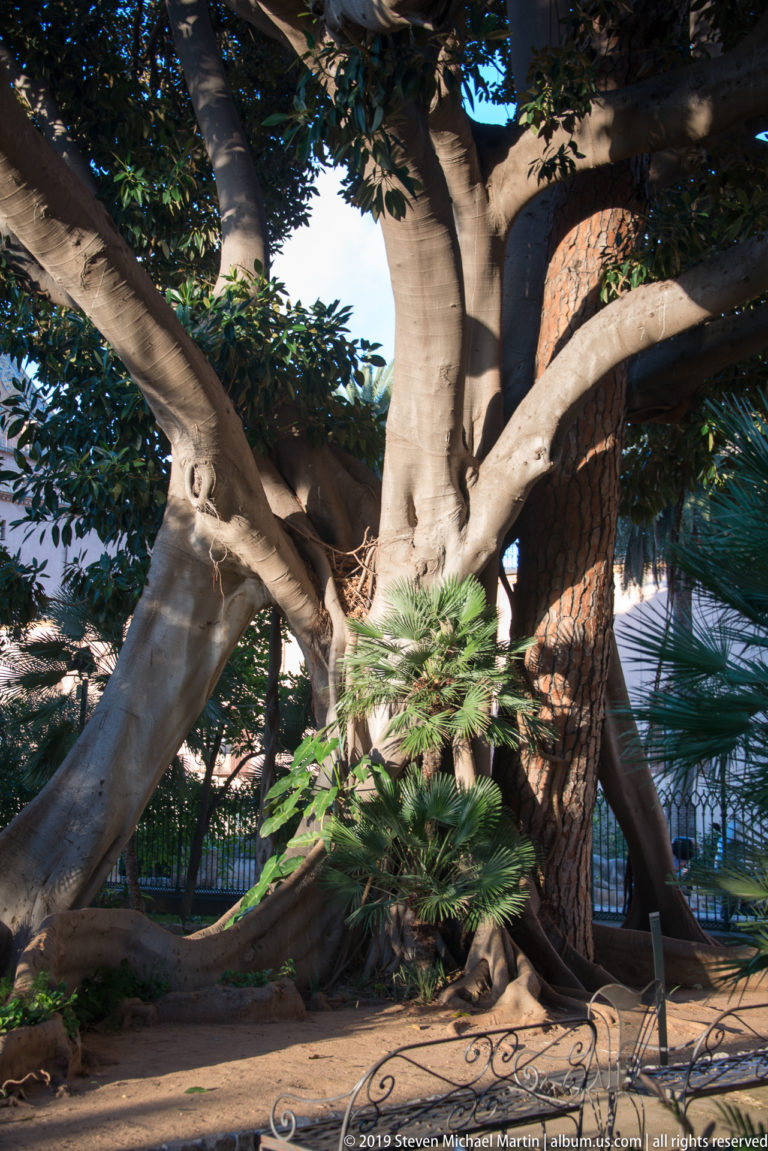 Massive mature tree with intertwined pale trunks, spreading branches, exposed roots, and a low protective barrier.