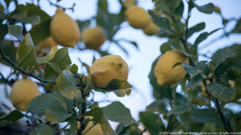 Ripe yellow lemons hang among green leaves, with additional citrus fruit softly blurred in the background.
