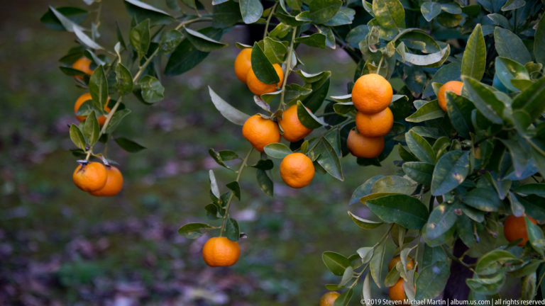 Several ripe oranges hang from leafy branches, with glossy green foliage against a softly blurred garden background.