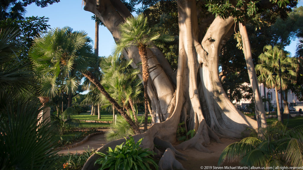 Large pale-trunked tree with spreading roots stands among palms and dense greenery beside a garden path.