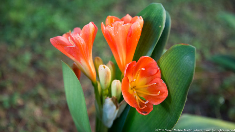 Cluster of vivid orange-red trumpet-shaped flowers with yellow centers above broad green leaves in a garden.