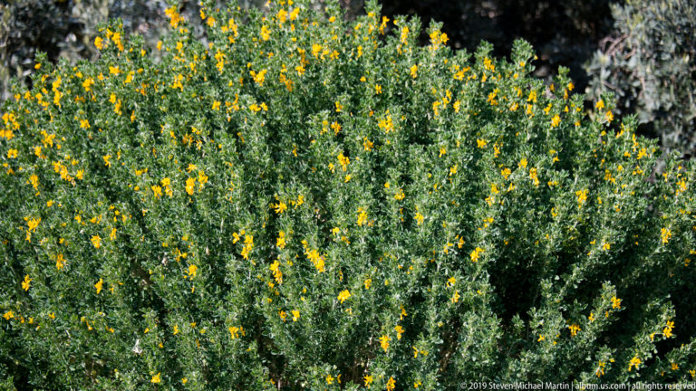 Dense green Mediterranean shrubs covered with numerous small yellow flowers in bright sunlight.