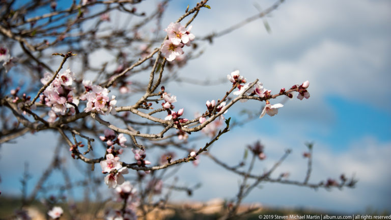Slender branch with scattered pink-white almond blossoms and reddish buds against blue sky and soft clouds.
