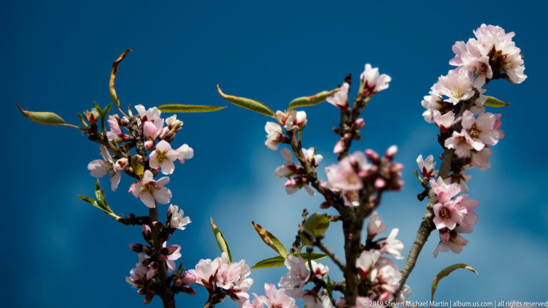 Pale pink-white almond blossoms and narrow leaves on branches silhouetted against deep blue sky.