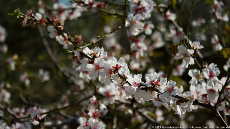 White almond blossoms with pink-red centers clustered along a dark branch against blurred foliage.