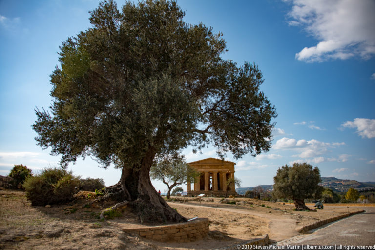 Large gnarled olive tree in the foreground with the Temple of Concordia visible beyond beneath blue sky.