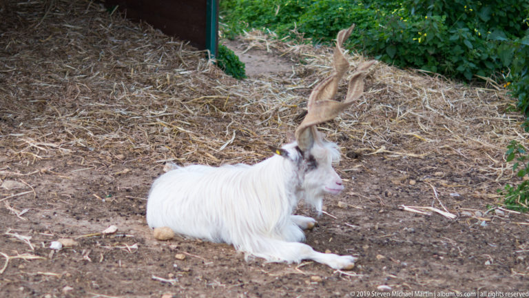White long-haired goat with tall curved horns resting on bare earth and straw beside green vegetation.