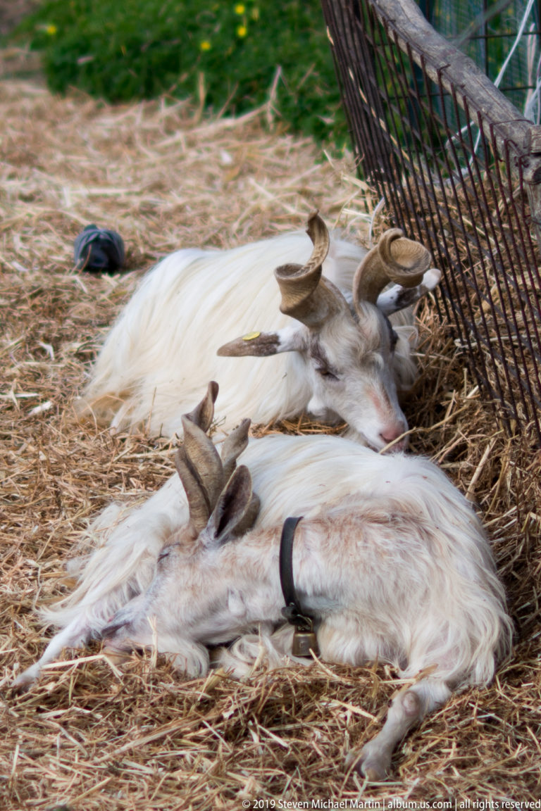 Several long-haired horned goats lying together on straw beside a wire enclosure.