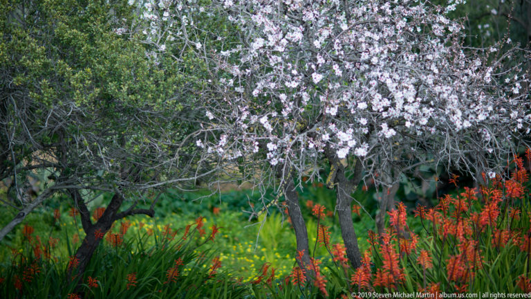 Flowering trees with pale blossoms above dense red-orange flowers and green vegetation in the archaeological park.