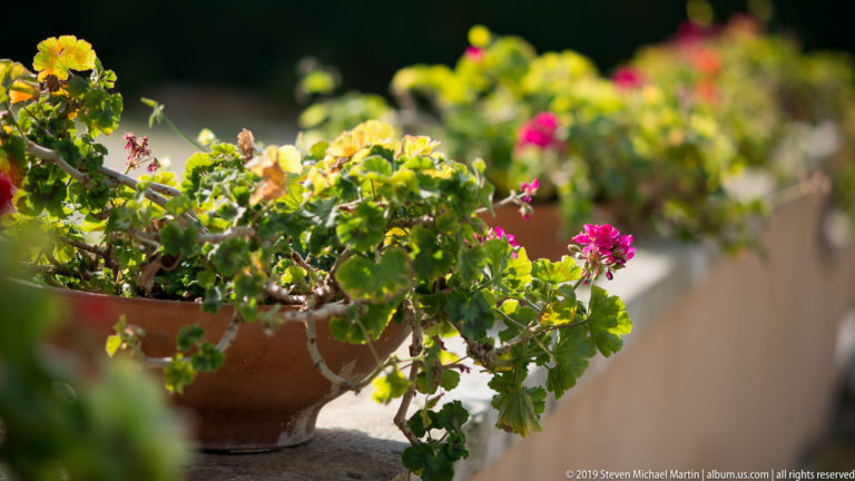 Pink and red geraniums growing from terracotta pots along a sunlit ledge with a softly blurred background.