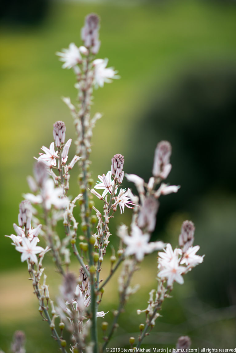 Clusters of small white flowers and pale mauve buds on branching stems against a blurred green background.
