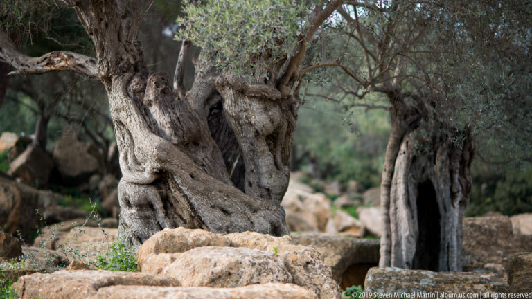 Thick, gnarled olive tree trunks growing among scattered ancient stone blocks in the archaeological park.