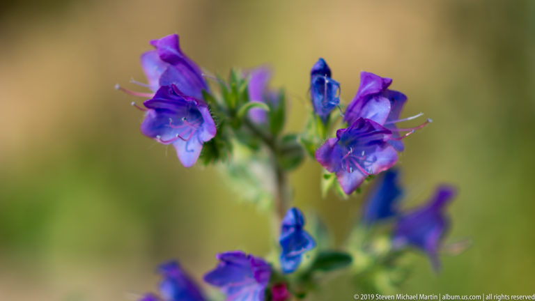 Close view of purple-blue flowers and dark blue buds on a green stem against a softly blurred background.