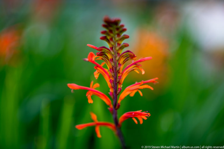 Close view of red-orange tubular flowers arranged along an upright stem against a blurred green background.