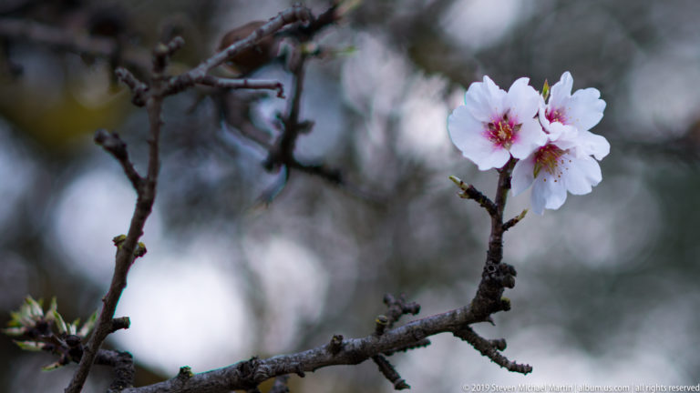 Cluster of pale pink-white almond blossoms with dark pink centers on a bare branch against a blurred background.