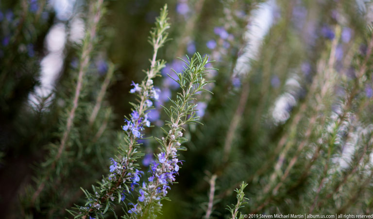 Close view of a stem with narrow green leaves and small blue-violet flowers against softly blurred vegetation.