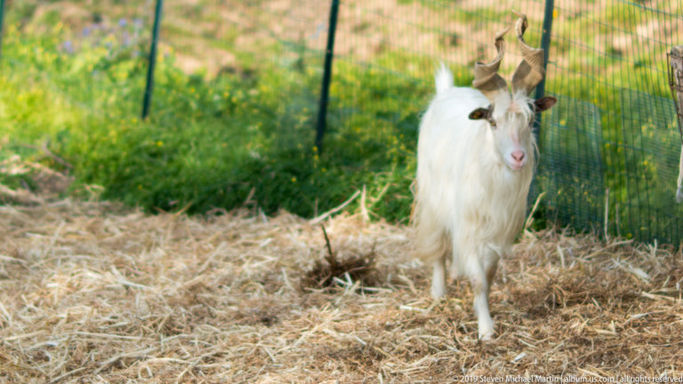 Long-haired white goat with curved horns standing on straw beside a wire fence in a green enclosure.
