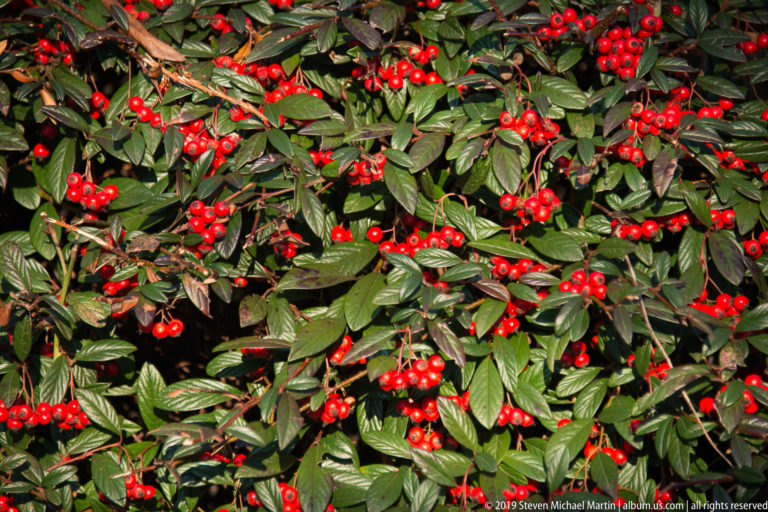 Dense evergreen shrub with glossy narrow leaves and many clusters of bright red berries.