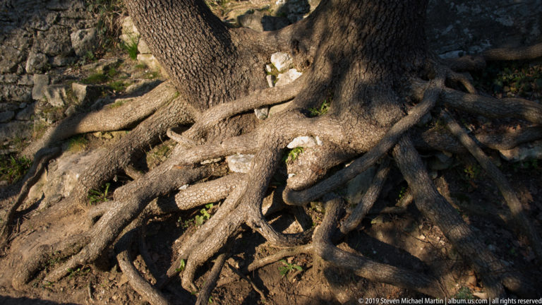 Large exposed tree roots twisting across shallow rocky soil in strong sunlight.