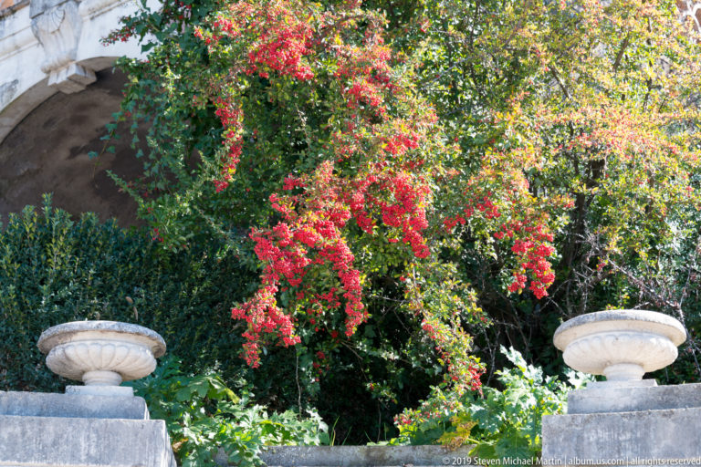 Two pale stone urns frame dense red flowering foliage and dark shrubs on a sunlit terrace.