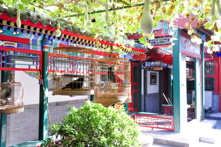 Several metal and bamboo bird cages hanging among vines beneath brightly painted Chinese eaves in a Beijing courtyard.