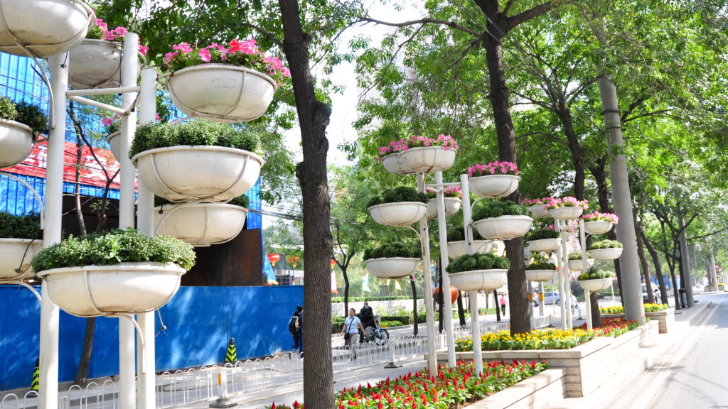 Tiered white flower planters with pink and white blooms line a Beijing sidewalk beneath tall trees.