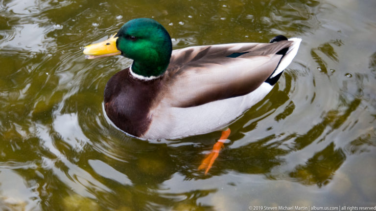 Male mallard with green head, yellow bill, white neck ring, chestnut breast, and gray body swimming in rippled water.