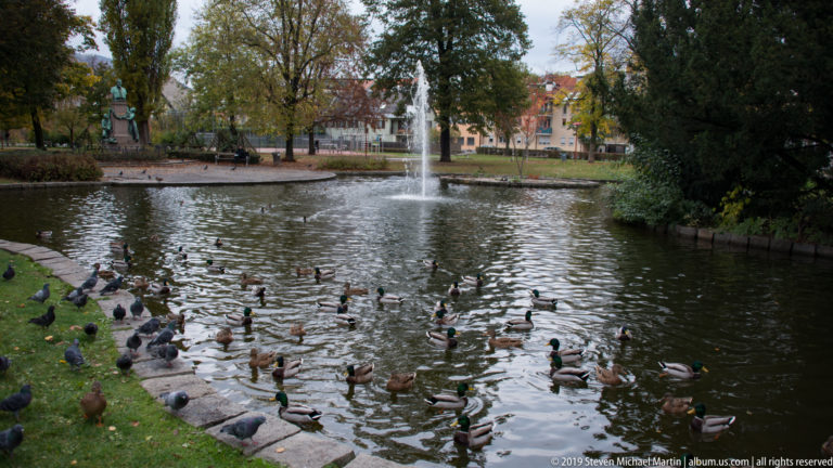 Park pond with central fountain and many ducks gathered along the bank and swimming beneath mature trees.