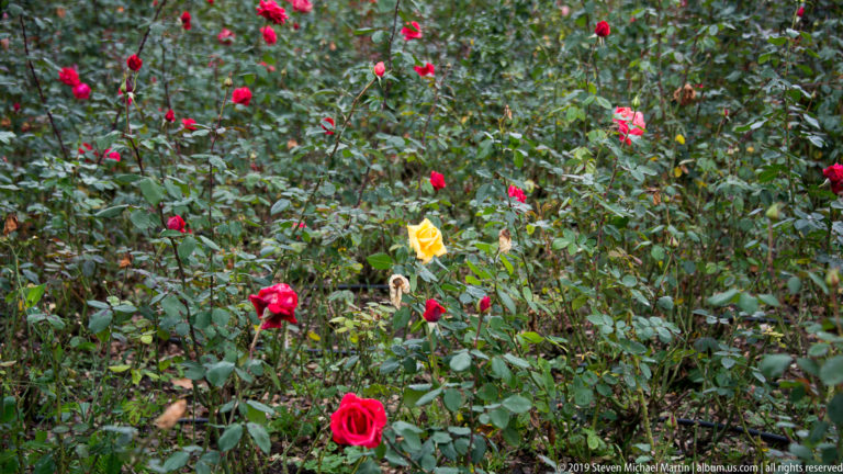 Dense rose bed with red blossoms, one yellow rose, and green foliage in a Graz garden.