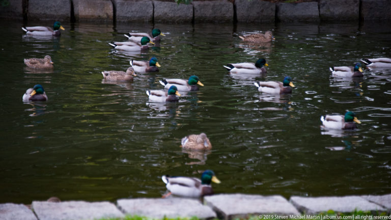 Flock of male and female mallards swimming across dark pond water near a stone-lined bank.